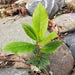 Arbutus Unedo Strawberry Tree Seeds for Planting