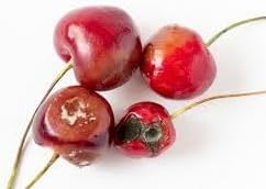 Ardisia Crenata Fruit Seeds