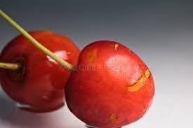 Ardisia Crenata Fruit Seeds