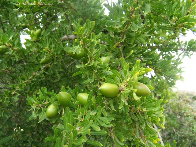 Argania Fruit Seeds for Growing a Resilient and Nutritious Fruit Tree  100 pcs