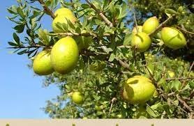 Argania Fruit Seeds
