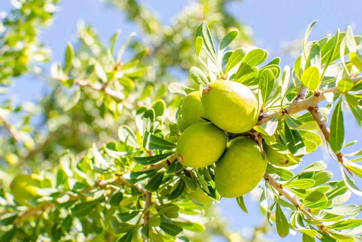 Argania Fruit Seeds