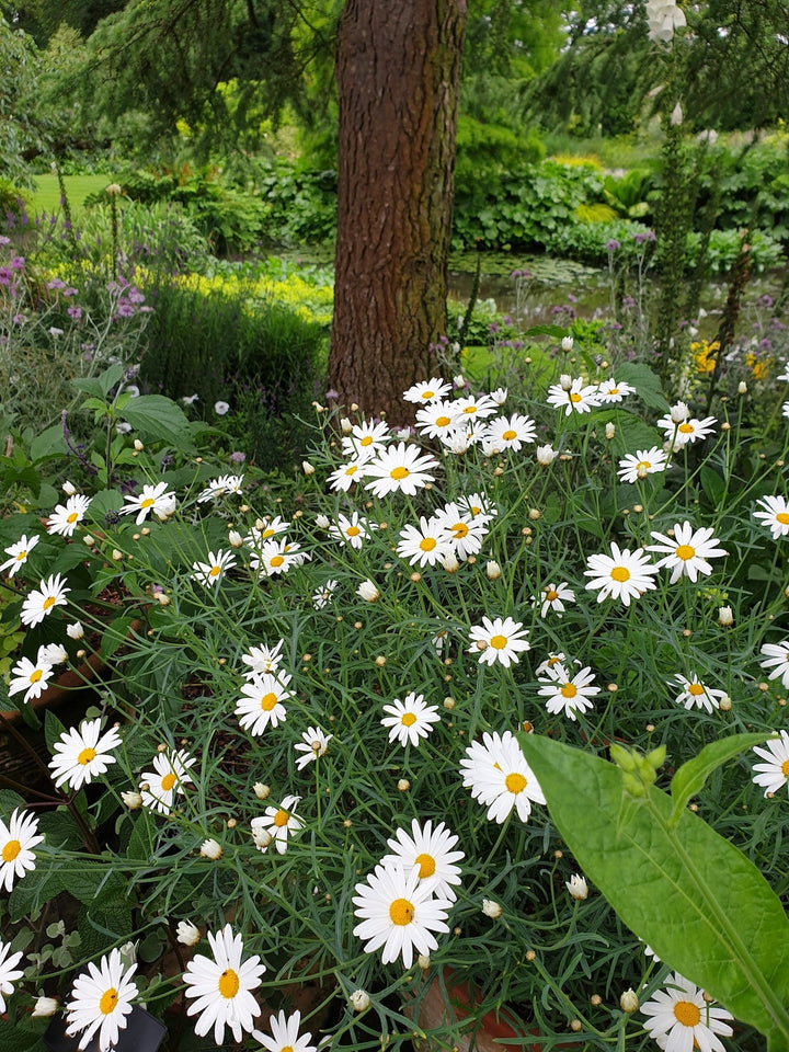 Yellow White Argyranthemum Flower Seeds for Planting - Heirloom Seeds for Home Garde, GMO Free