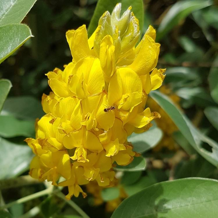 Argyrocytisus blomsterfrø til plantning, arvestykke, ikke-GMO, 100 stk.