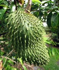 Army Green Graviola Soursop Fruit Seeds for Planting