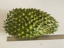 Army Green Graviola Soursop Fruit Seeds for Planting