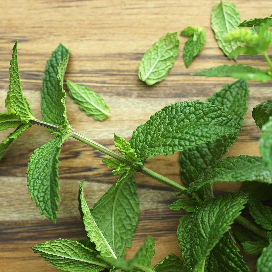 Army Green Mint Seeds