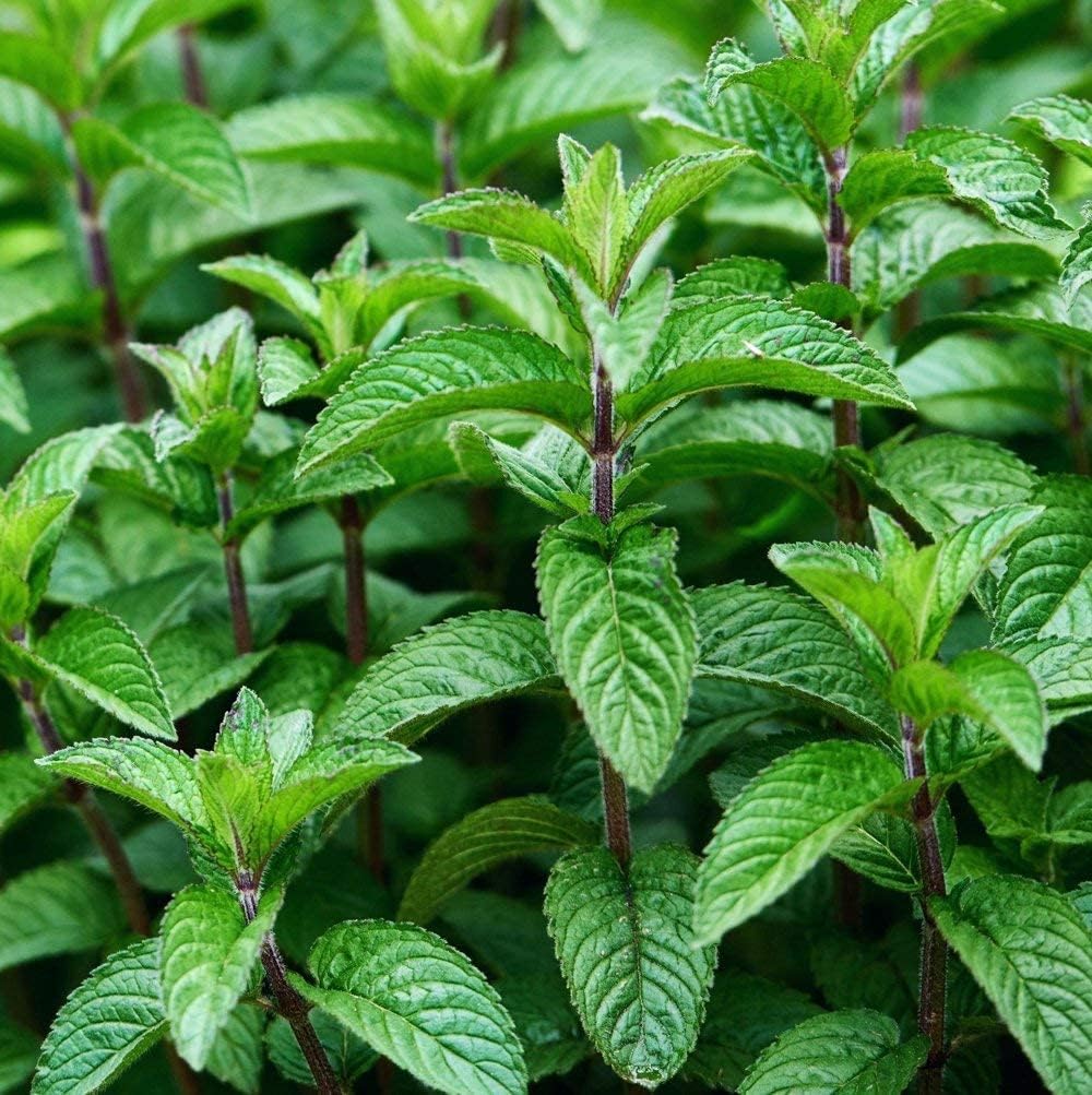 Army Green Mint Seeds