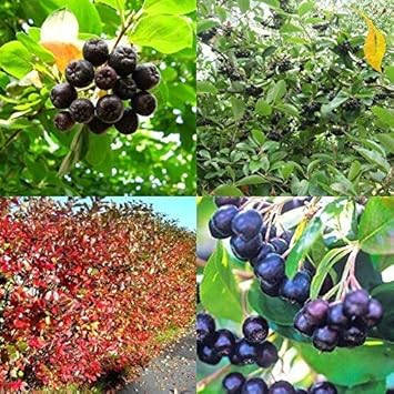 Aronia Melanocarpa Fruit Seeds for Planting