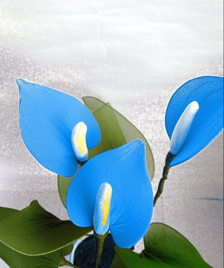 Sky Blue Anthurium Flower Seeds for Planting – Heirloom, Non-GMO, High Germination Tropical Garden Seeds