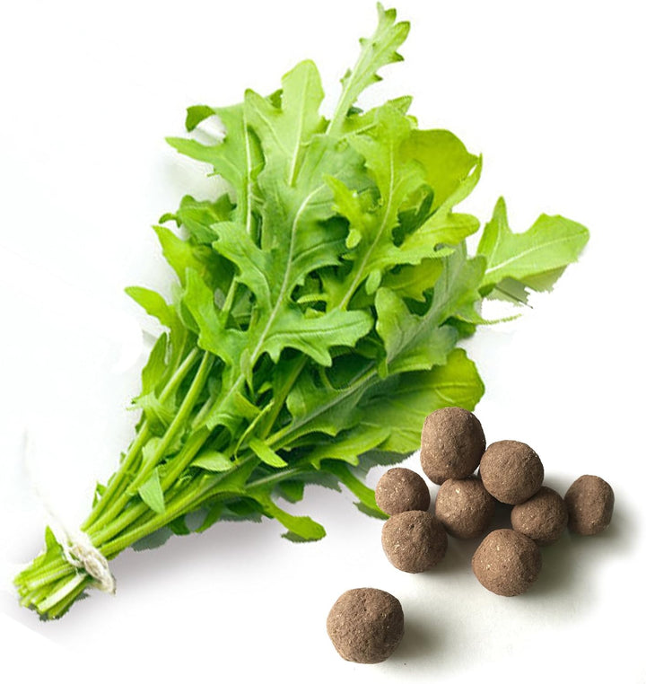 Arugula Rocket Seeds for Planting