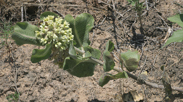 Asclepias Arenaria Plantefrø til udplantning - 100 stk