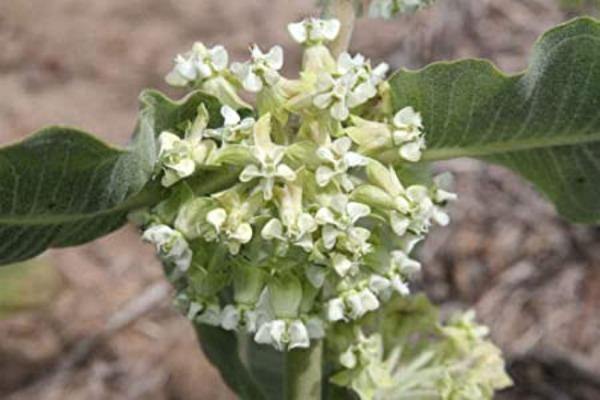 Asclepias Arenaria Plantefrø til udplantning - 100 stk