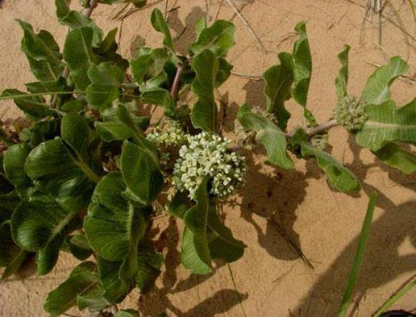 Asclepias Arenaria Plantefrø til udplantning - 100 stk