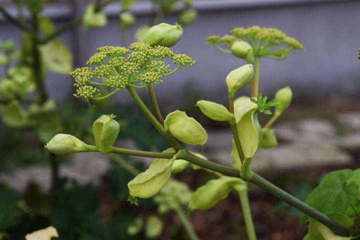 Ashitaba Japanese Green Vegetable Seeds – Heirloom Non-GMO Garden Seeds for Planting