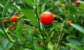 Ashwagandha Plant Seeds