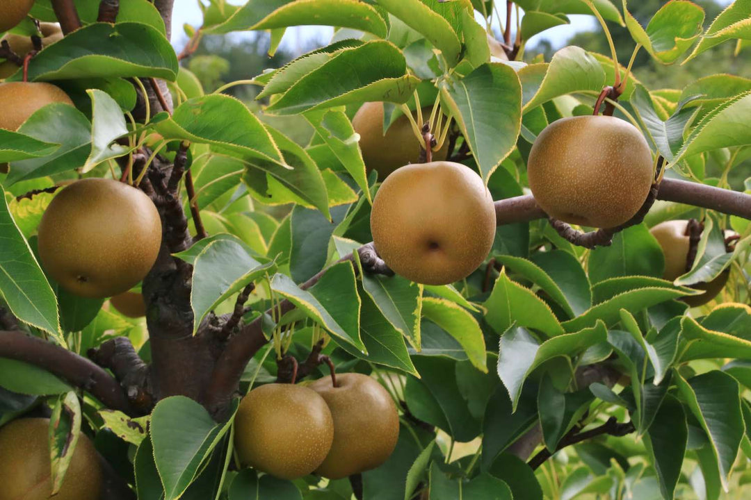 Brown Pyrus Pyrifolia Fruit Seeds for Planting - Ideal for Planting Unique Pear Varieties