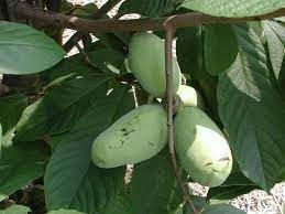 Asimina Fruit Seeds for Planting | Heirloom Non-GMO Organic Garden Seeds for Rare, Nutritious Fruits