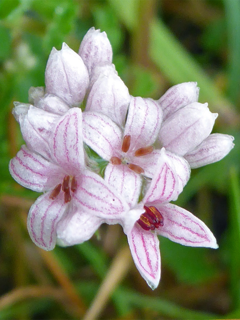 Heirloom Non-GMO Pink Woodruff Flower Seeds for Planting – Fragrant Shade-Loving Garden Blooms