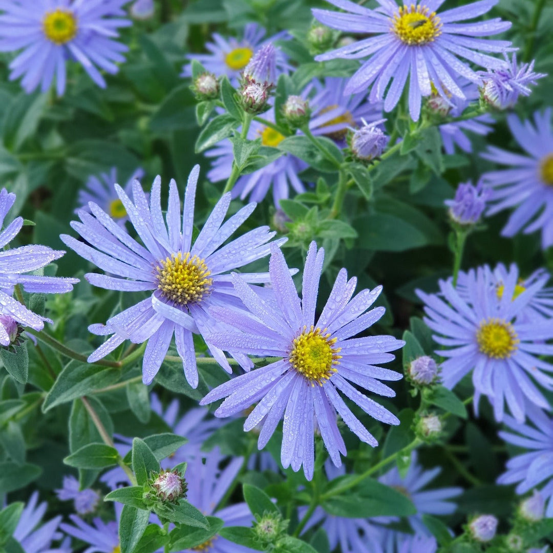 blue organic flower seeds