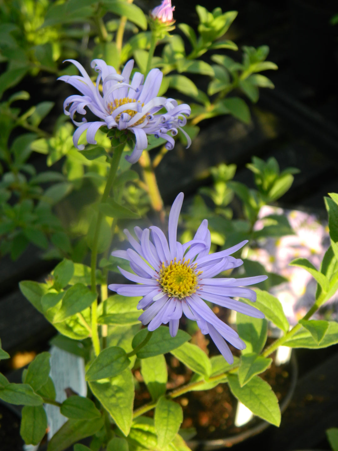 Organic Heirloom Non-GMO Blue Frikartii Seeds for Planting – Garden Aster Blooms