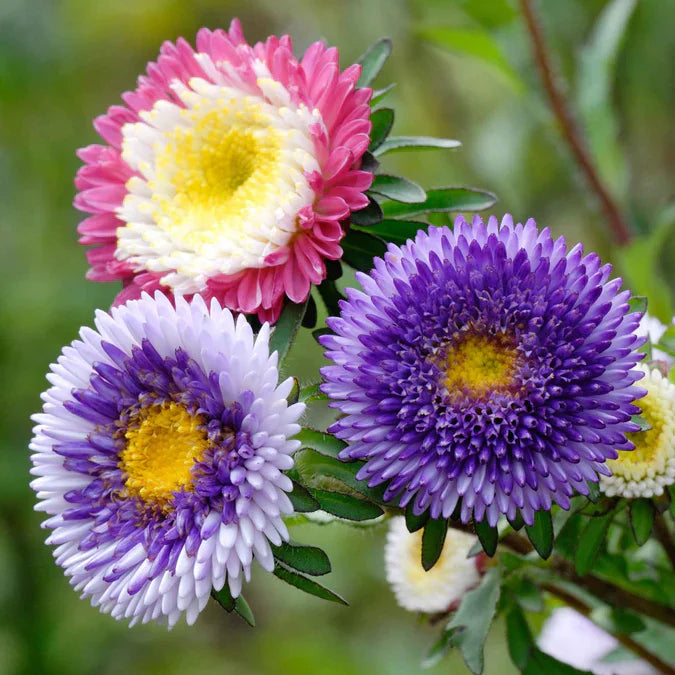 aster rainbow flower seeds
