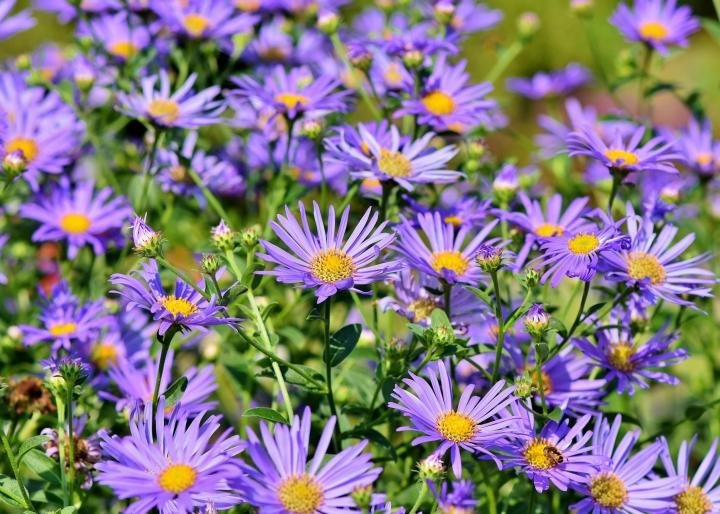 Elliott's Aster Flower Seeds – Heirloom, Non-GMO, High Germination Organic Garden Seeds for Planting