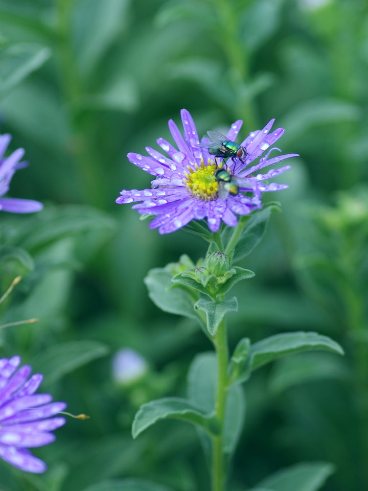 Organic Heirloom Non-GMO Blue Frikartii Seeds for Planting – Garden Aster Blooms