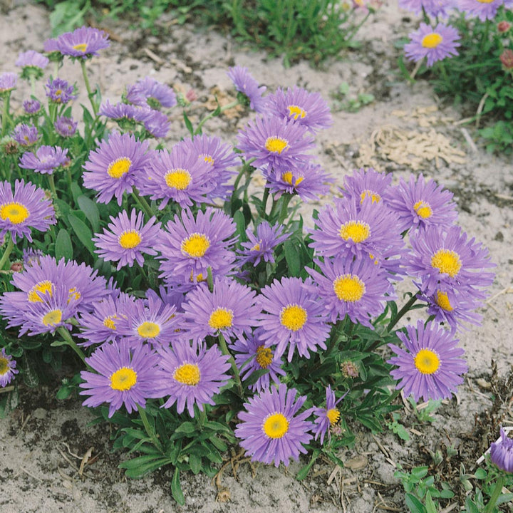 Aster Alpin blomsterfrø til udplantning, 100 stk