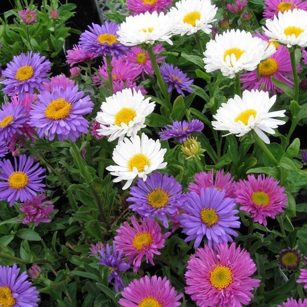 aster aster flower seeds