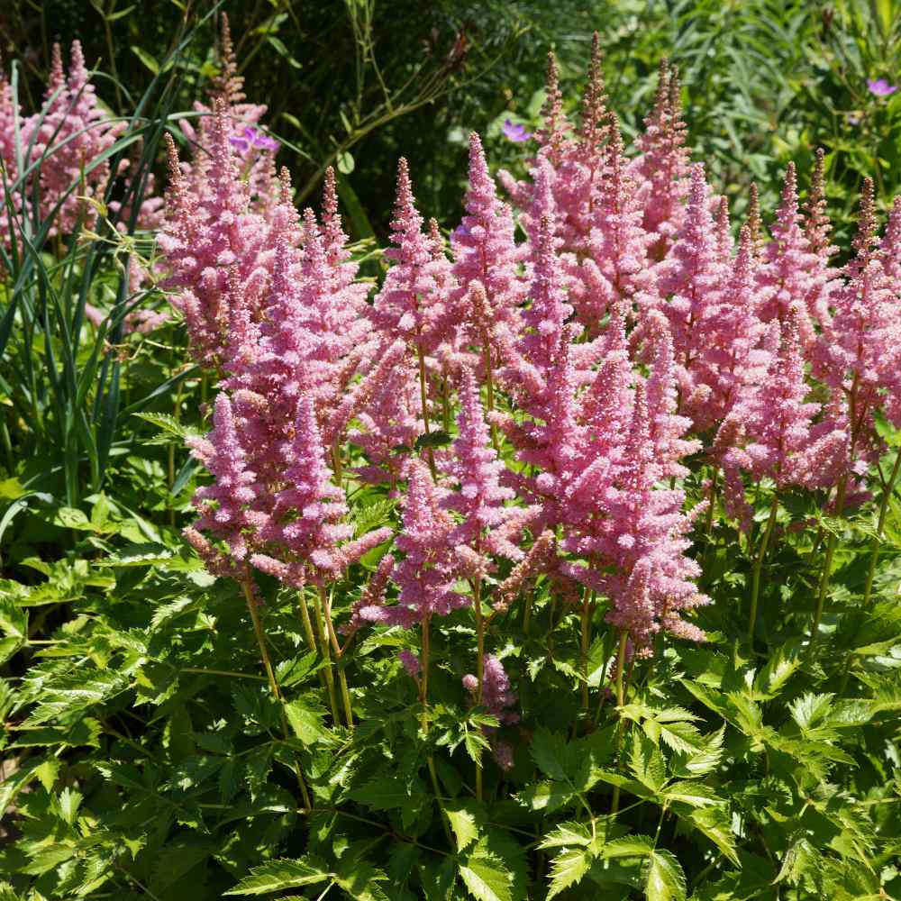 Astilbe Blomsterfrø til udplantning - Baby Pink 100 stk