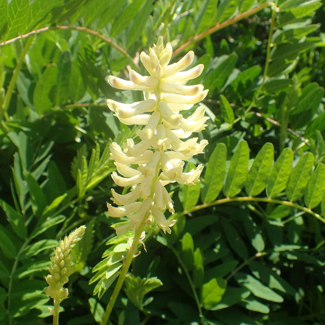 white organic flower seeds