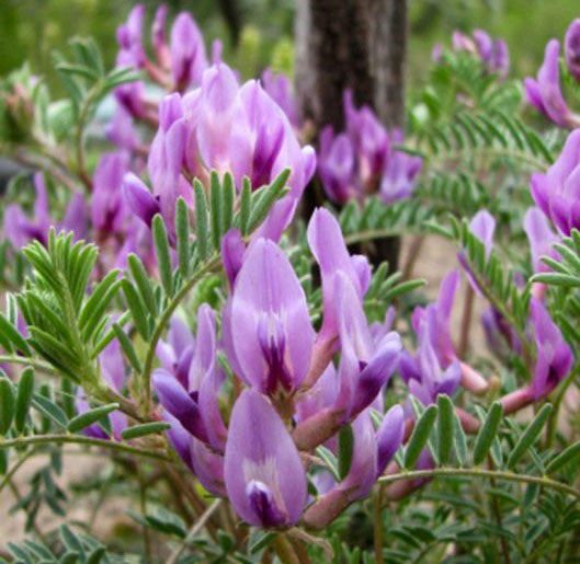 Astragalus Lavender Flower Seeds for Planting - 100 pcs