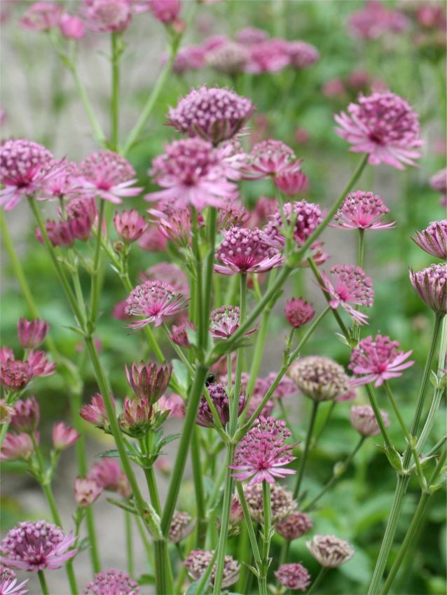 Astrantia Major blomsterfrø til plantning - 100 stk