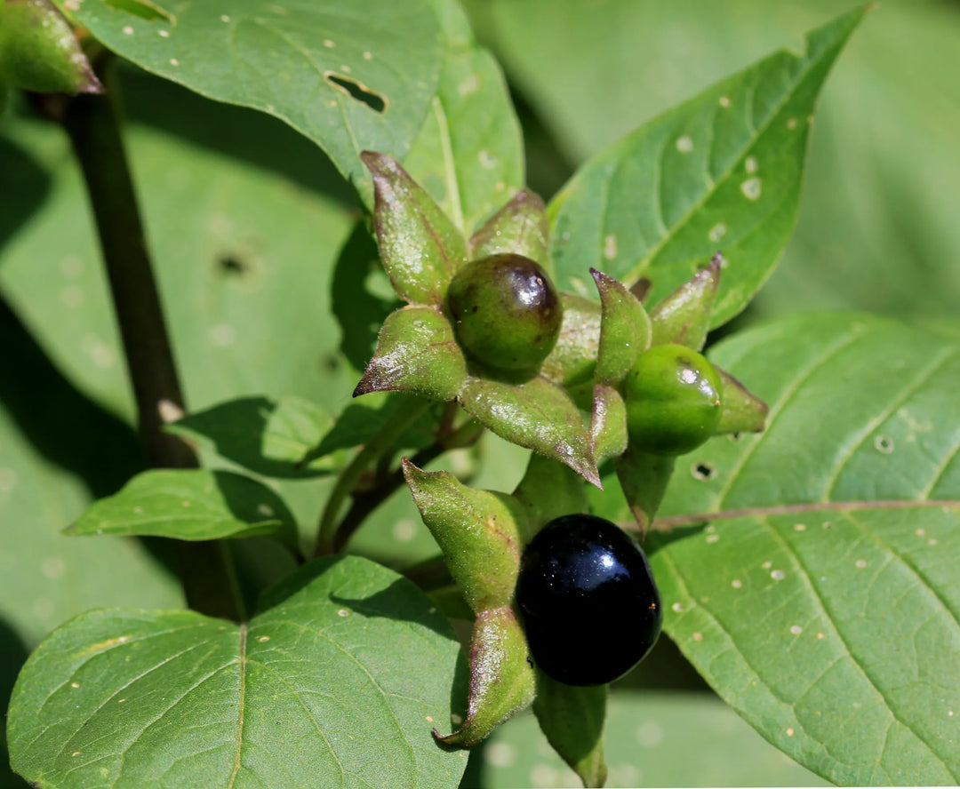 Black Belladonna Plant Seeds for Planting, 100 pcs