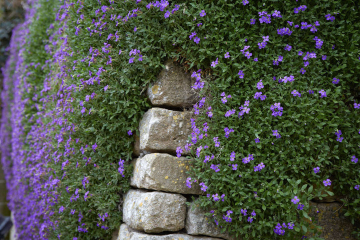 Aubrieta Blomsterfrø til Plantning Mørkeblå 100 stk