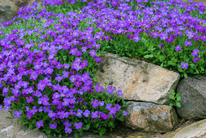 Purple Perennial Flower Seeds for Planting – 100 pcs, Heirloom, Non-GMO, High Germination Long-Lasting Garden Blooms
