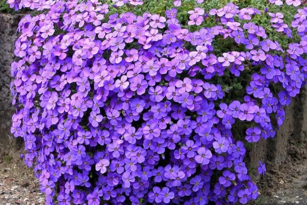 Purple Perennial Flower Seeds for Planting – 100 pcs, Heirloom, Non-GMO, High Germination Long-Lasting Garden Blooms