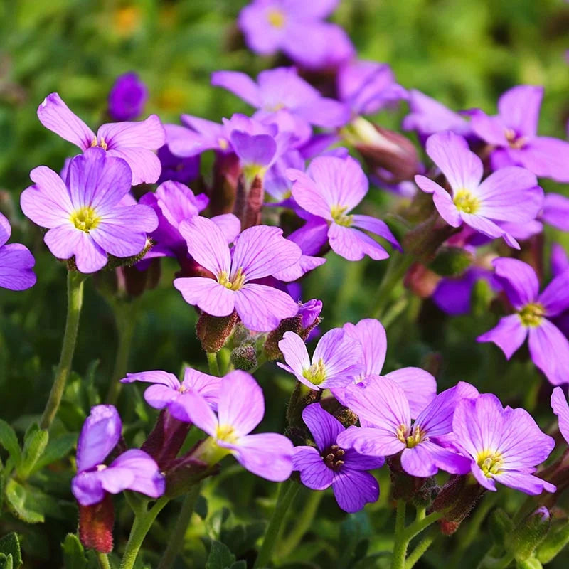 Violet Rock Cress Plant Seeds for Planting - 100 pcs