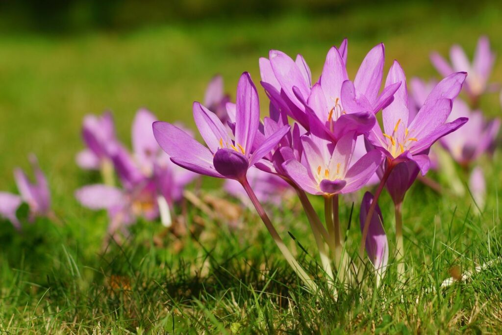 Efterårskrokusblomsterfrø til plantning, arvestykke, ikke-GMO, 100 stk.