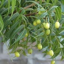 Azadirachta Seeds
