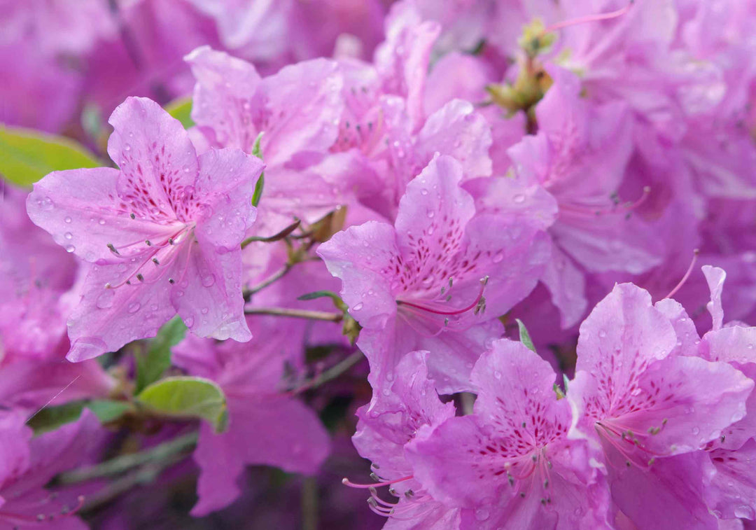 Azalea Blomsterfrø til Plantning ,Heirloom Frø -100 stk