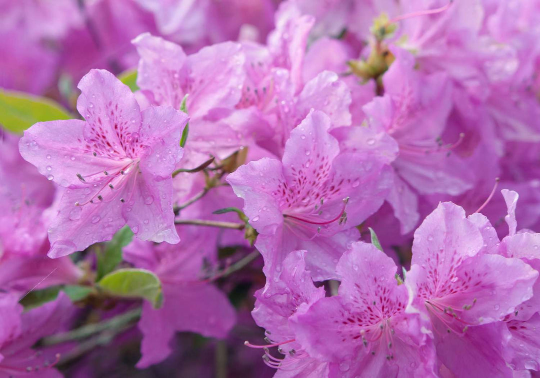 azalea flower flower seeds