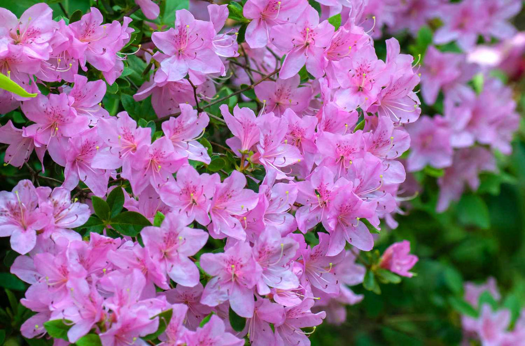 Azalea Blomsterfrø til Plantning ,Heirloom Frø -100 stk