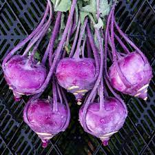 Azur Star Organic Glass Bowl Seeds for Planting