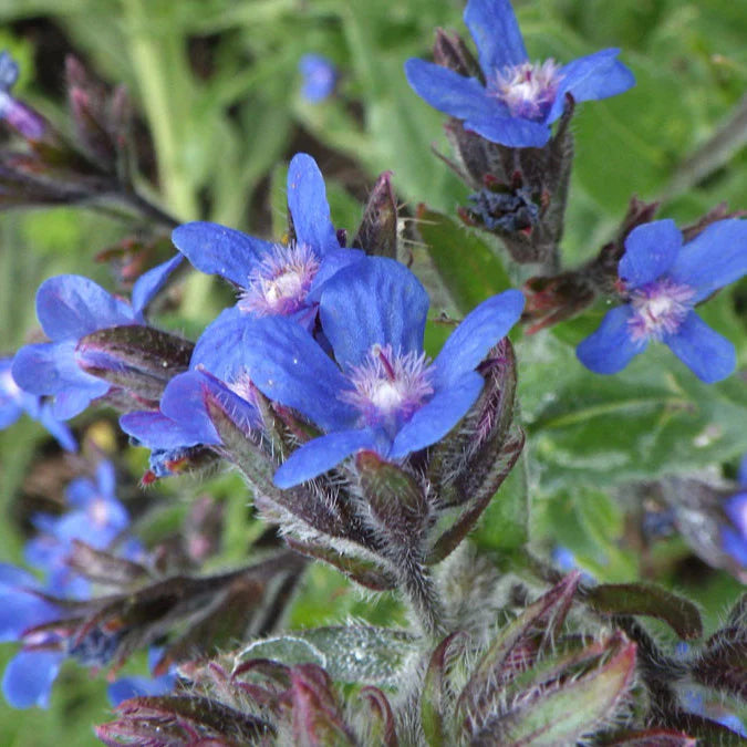 Anchusa Blomsterfrø til Plantning ,Heirloom Frø -100 stk