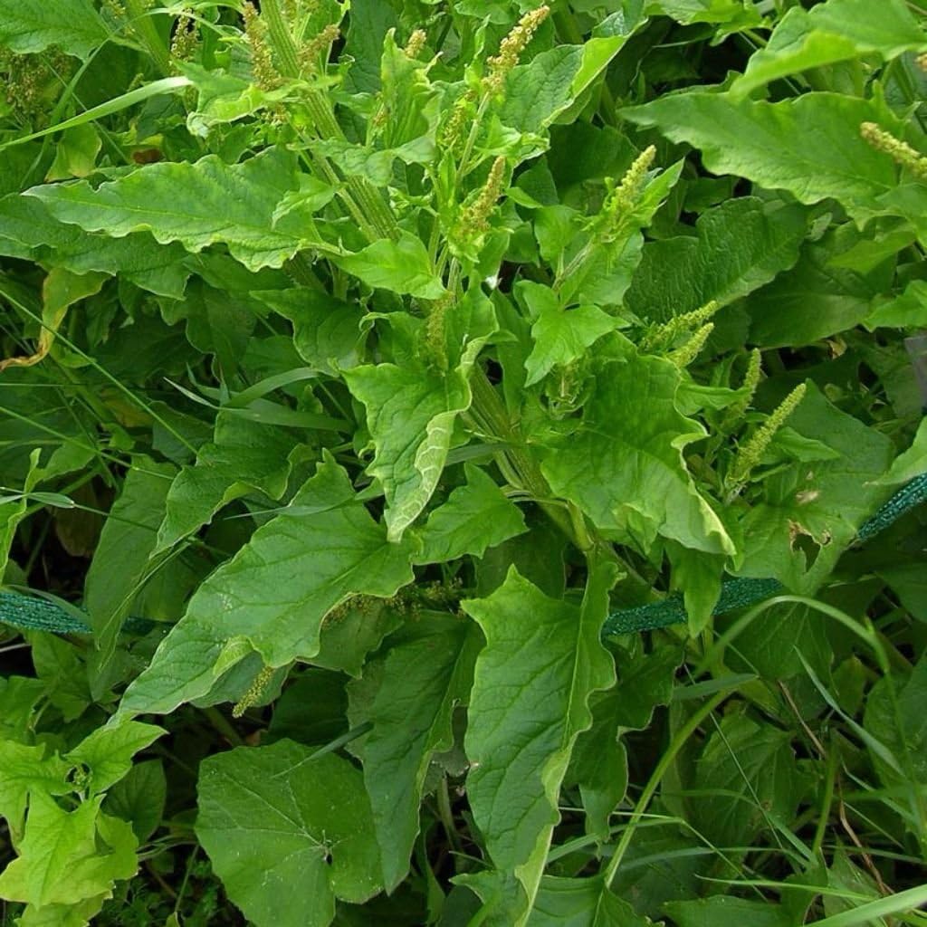kinghenryplant
perennialgreens
medicinalgreens
nutrientdensegreens
