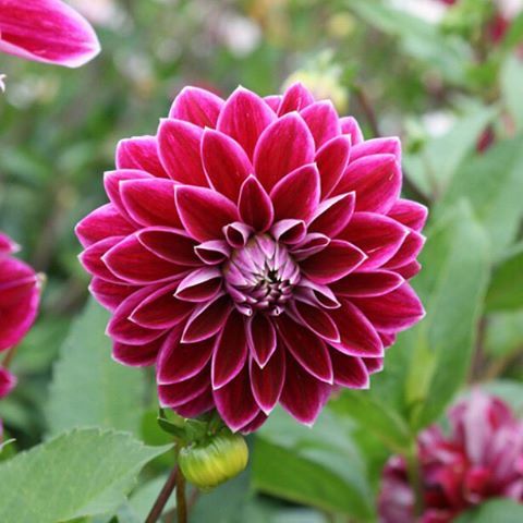 Zinnia Dobbelt blandede blomsterfrø til plantning - 100 stk