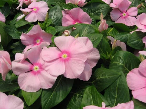 Periwinkle Vinca Baby Pink Flower Seeds for Planting 100 pcs