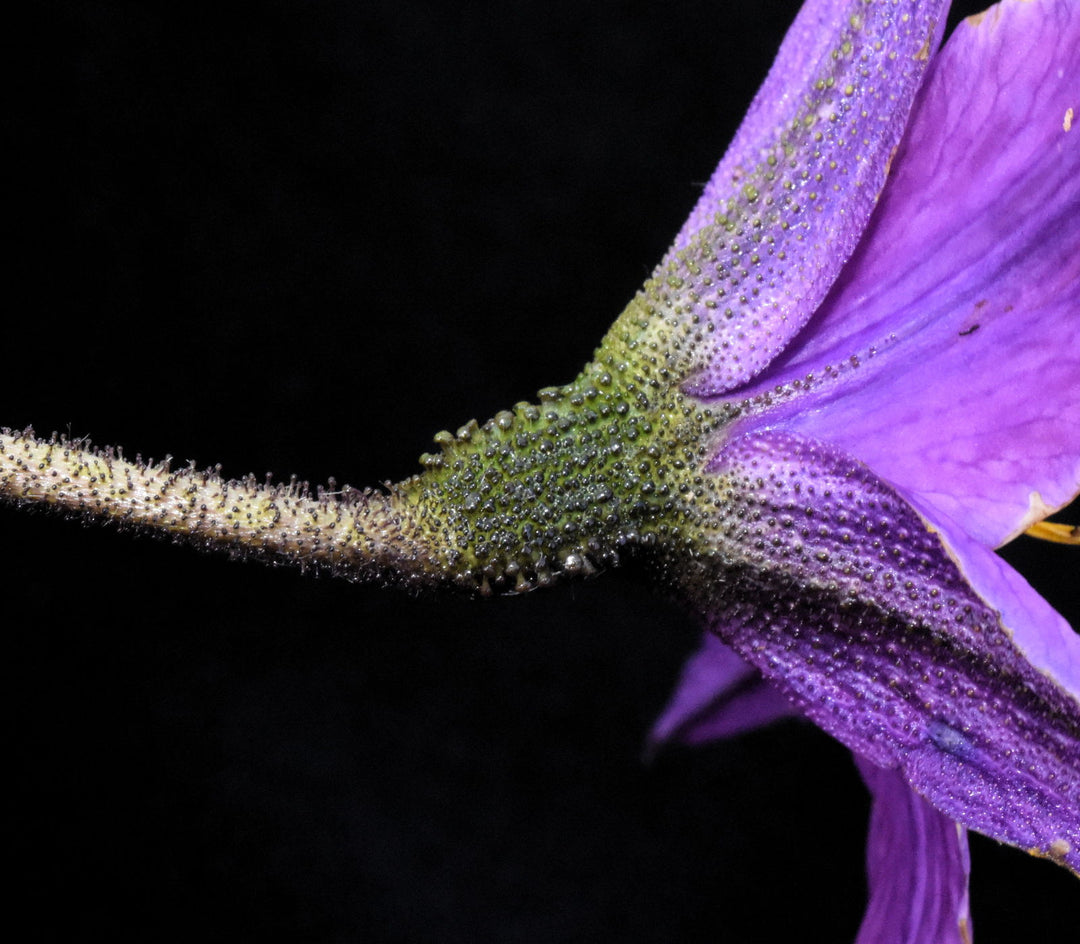 Xerophyta Viscosa blomsterfrø til plantning, arvestykke, ikke-GMO, 100 stk.